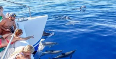 avistamiento cetaceos los cristianos